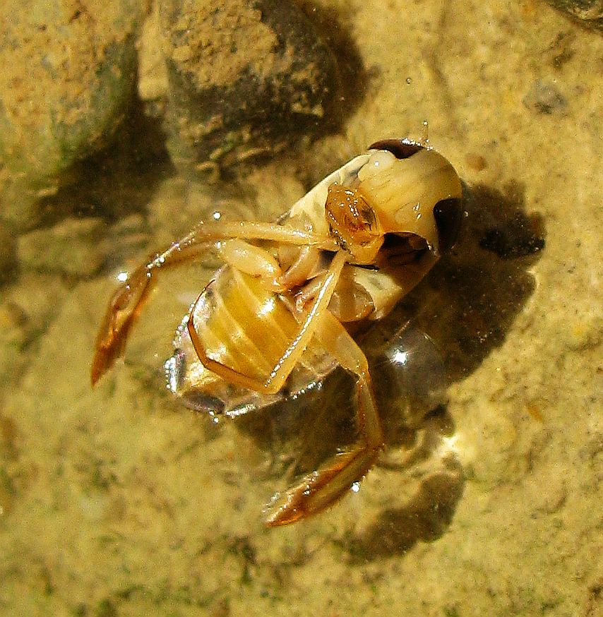 Water bug from Turkey:  Corixa panzeri (Corixidae)